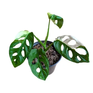Monstera Adansonii Variegada